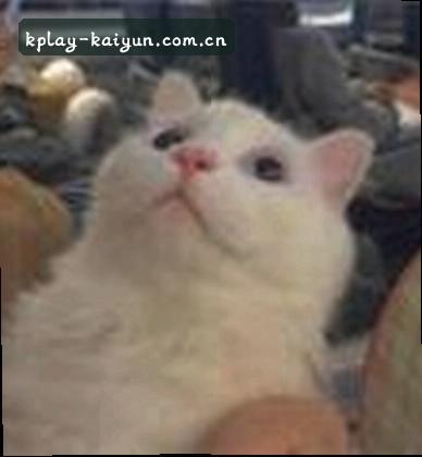 孙悦